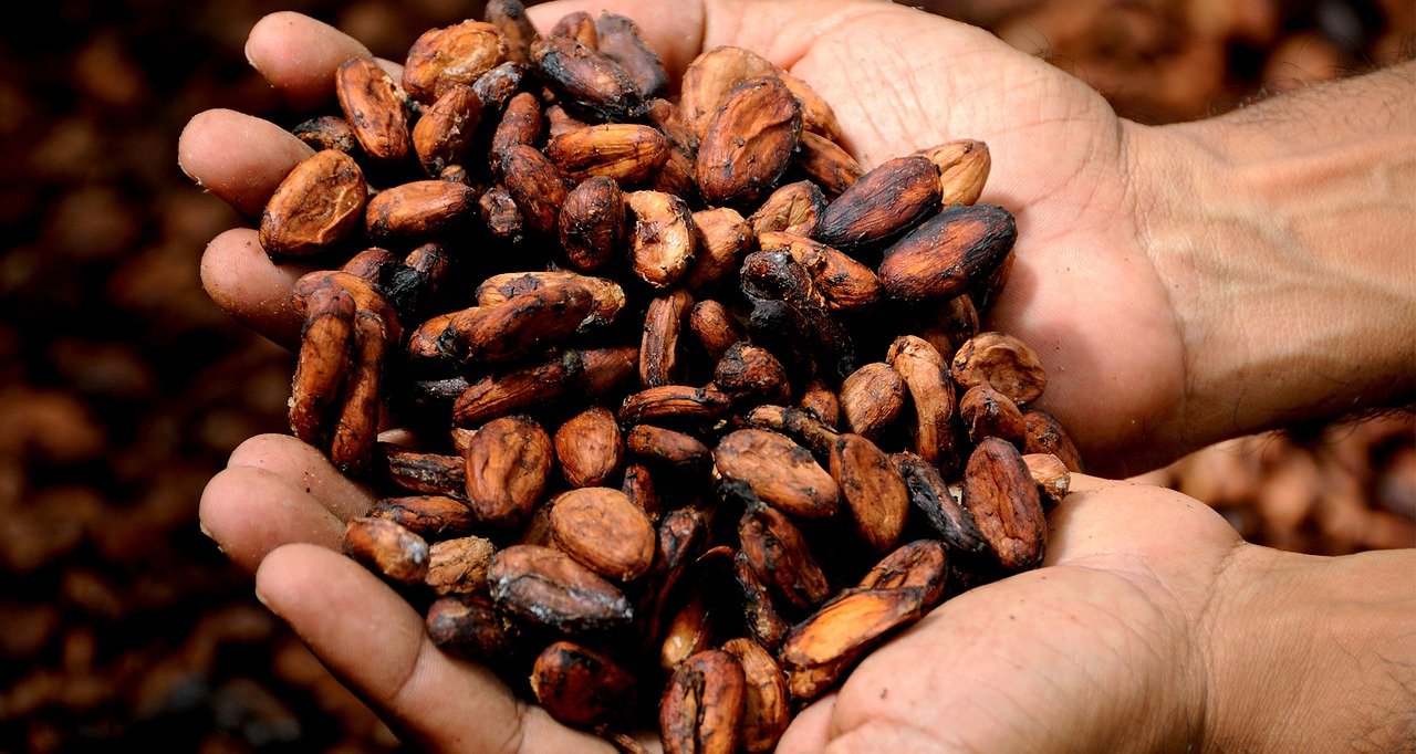cocoa beans in hand
