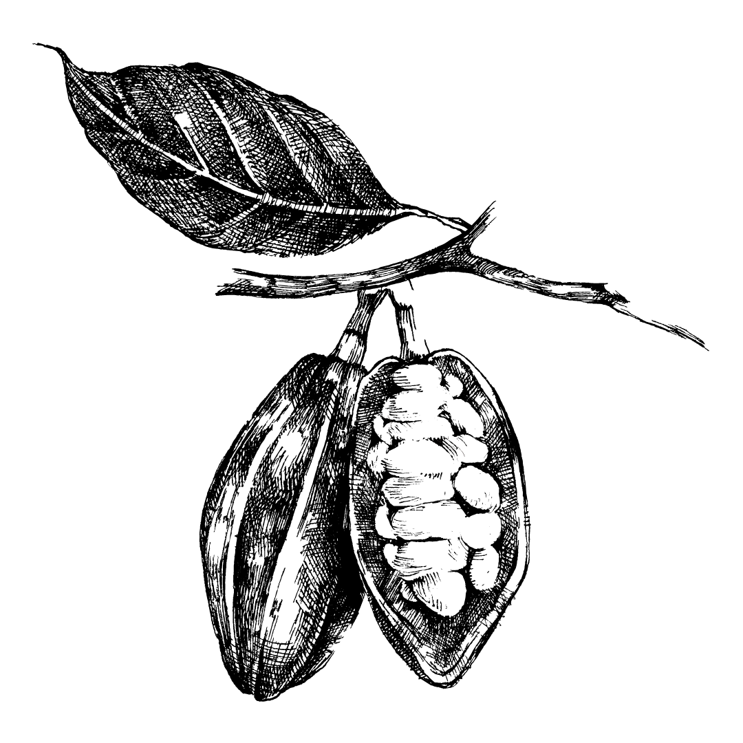 Cocoa Bean Vector Black on White