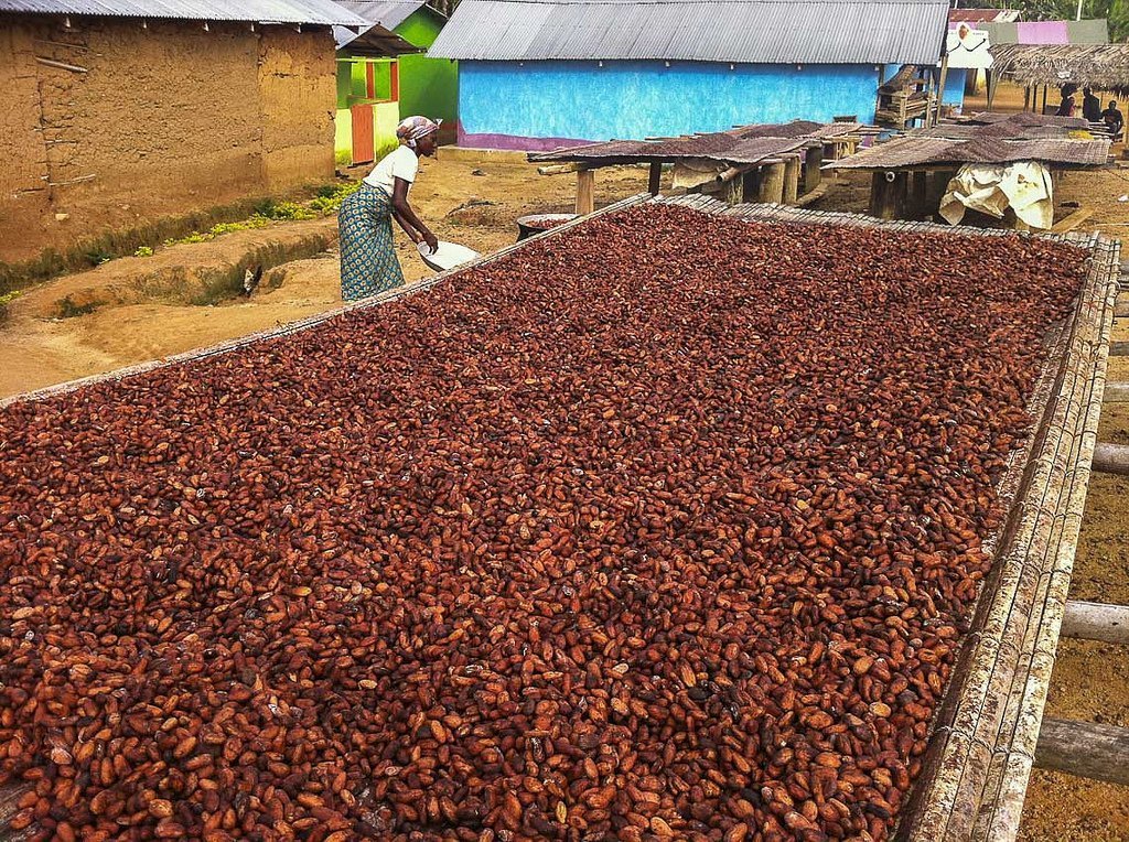 Cocoa Beans Drying