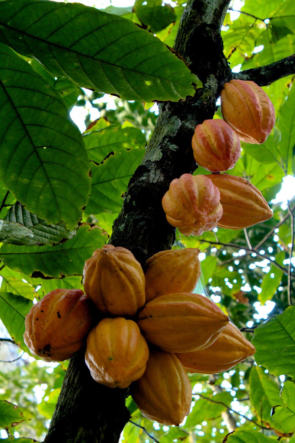 Cocoa Pods Growing