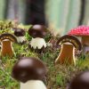 Michel Cluizel Chocolate Mushrooms Aesthetic