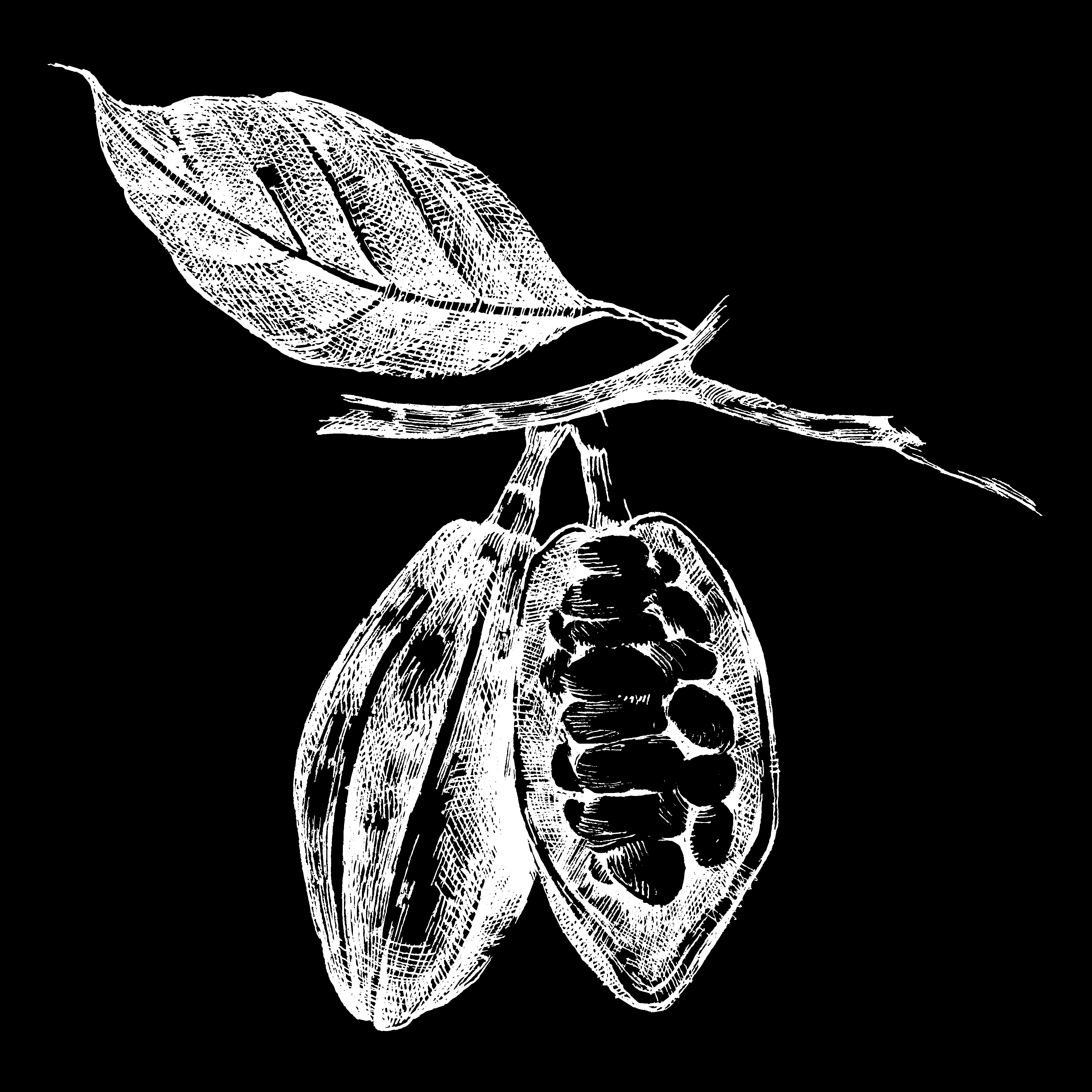 Cocoa Bean vector white on black