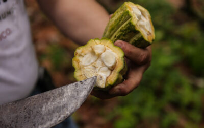 What Are the Genotypes of Cocoa?