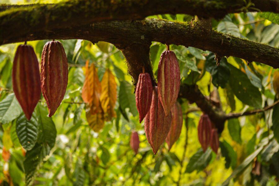 Goodnow Farms Asochivite Guatemala Cocoa Beans