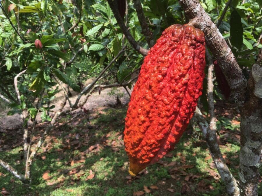 Goodnow Farms Boyacá Colombia Cocoa Pod