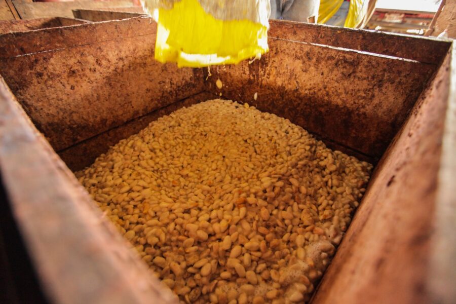 Goodnow Farms El Carmen Nicaragua Cocoa Beans Processing
