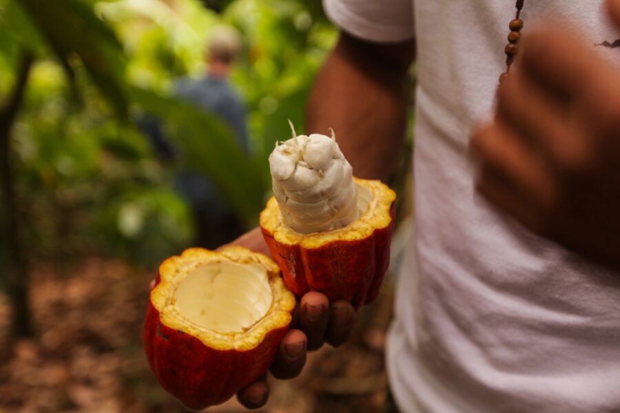 Goodnow Farms El Carmen Nicaragua Cocoa Pod Open