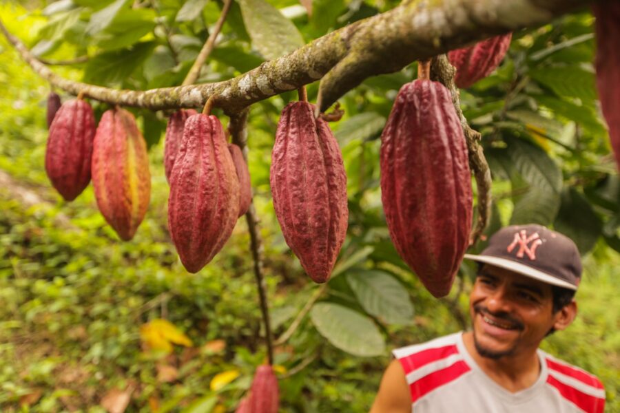 Goodnow Farms El Carmen Nicaragua Cocoa Pods