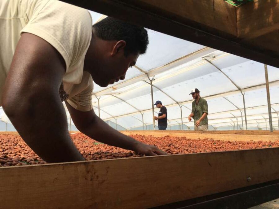 Goodnow Farms Esmeraldas Ecuador Cocoa Beans Drying