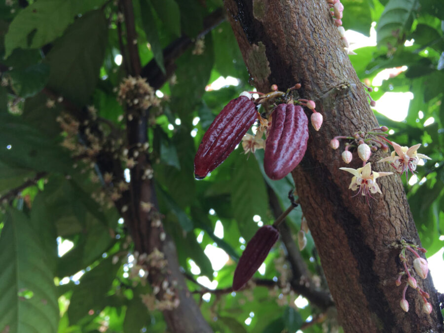 Goodnow Farms Ucayali Peru 70% Dark Chocolate Bar Cocoa Pods
