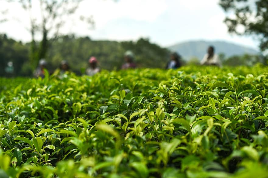 Dragonwell Tea Leaves-min