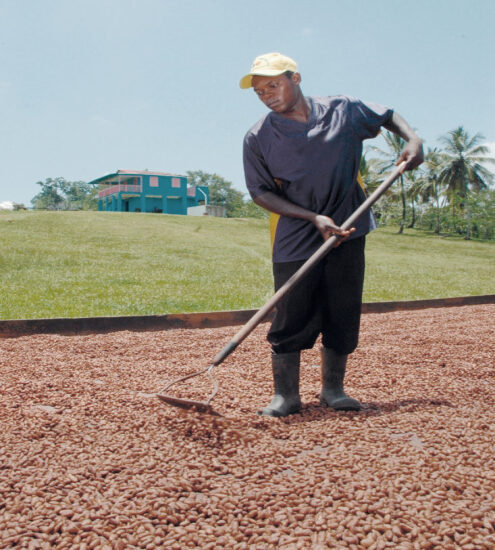 Felchlin Elvesia Dominican Republic Organic 42% Milk Couverture Chocolate Farming