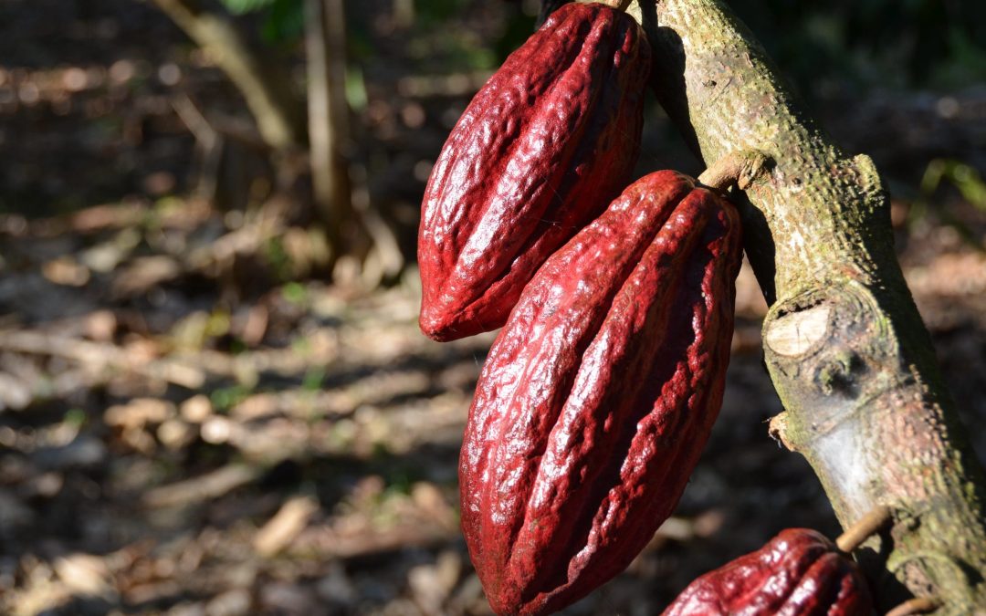 Meso Cacao Pico Bonito Honduras Cocoa Pods-min