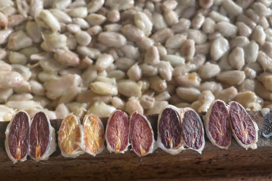 Dick Taylor Piura Blanco Peru Cocoa Beans