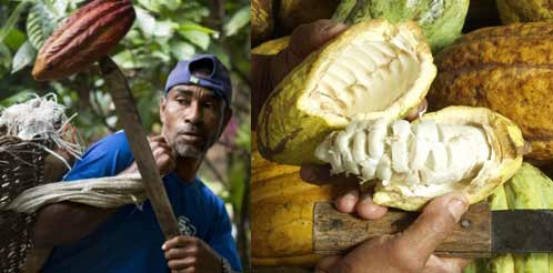 Cluizel Harvesting Lifestyle Cluizel Harvesting Lifestyle
