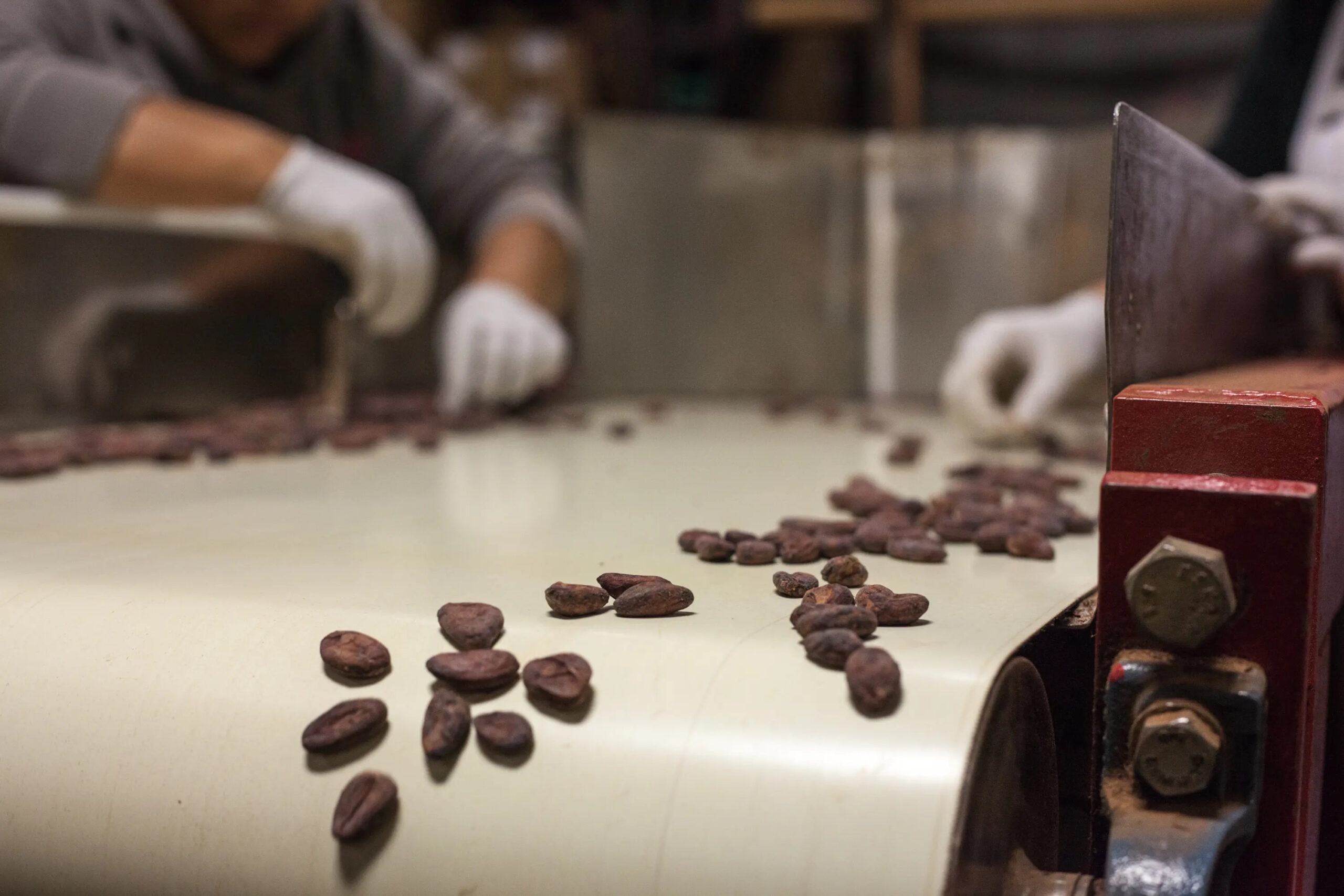 Dick Taylor Process Lifestyle Ritual Chocolate Process Lifestyle