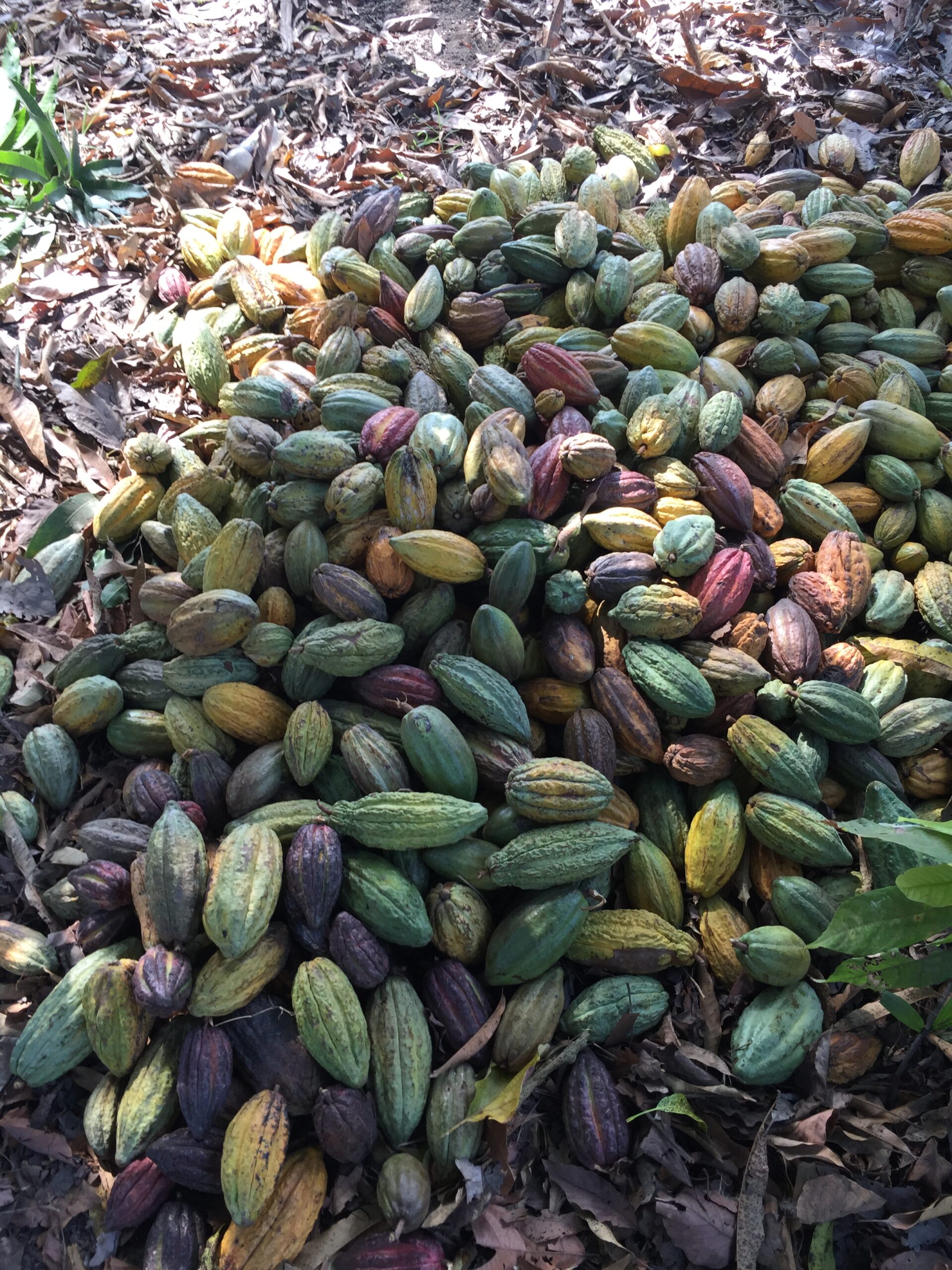 Svenska Kakao origin tanzania cocoa pods lifestyle Svenska Kakao origin tanzania cocoa pods lifestyle