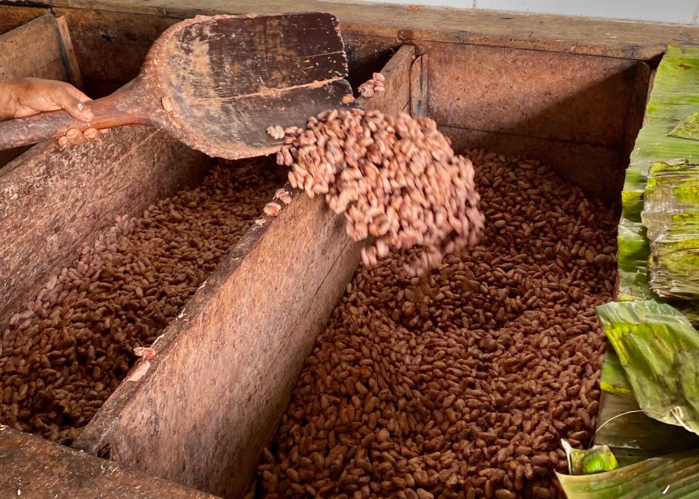 Baiani FERMENTATION AND DRYING Lifestyle