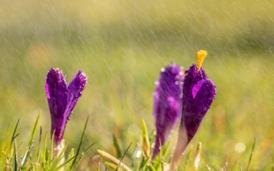 In Flight Entertainment | April 2025 | Spring Showers