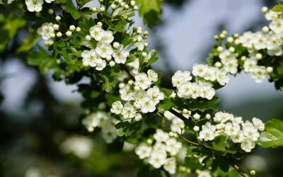 In Flight Entertainment | May 2025 | May Flowers