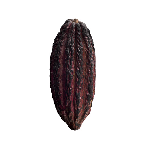 Domori Bean Lifestyle