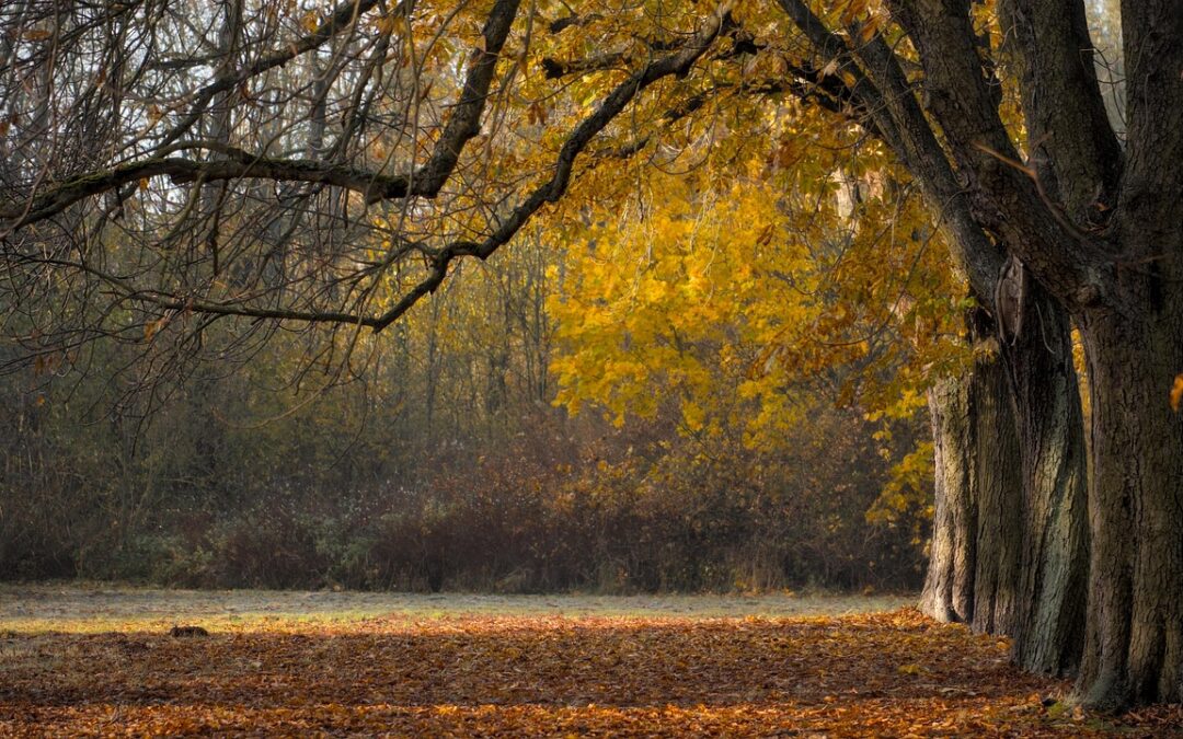 In Flight Entertainment | September 2025 | Amber Ambition